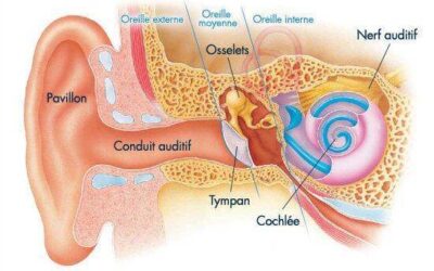 Le système auditif : anatomie et fonctionnement de l’oreille